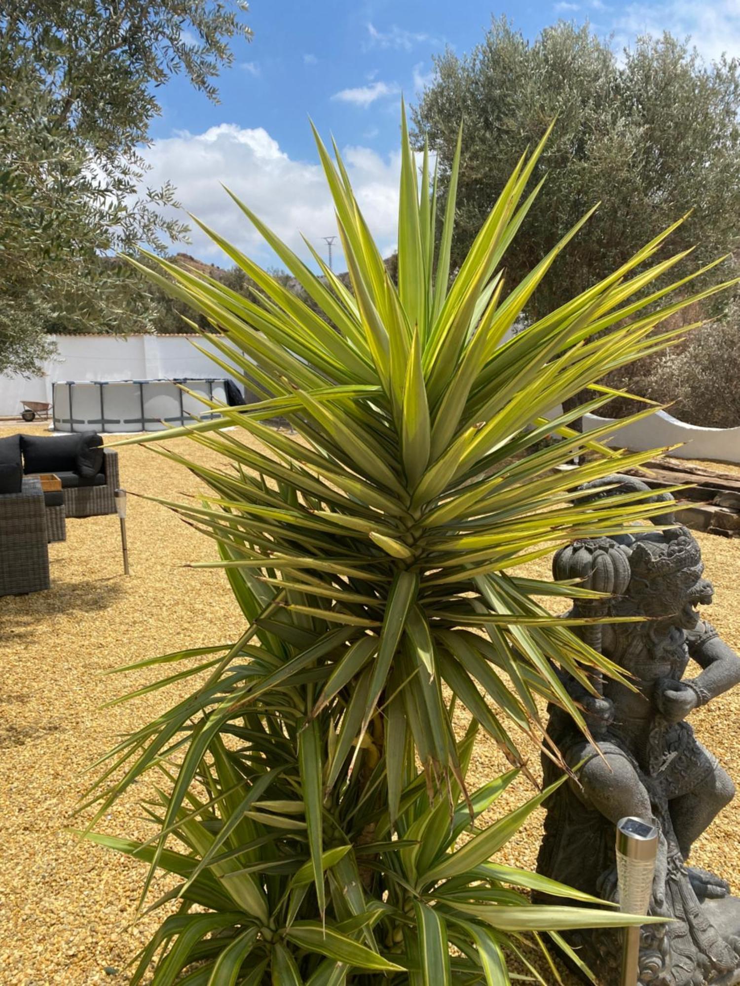 Cortijo Los Corazones Cantoria Kültér fotó